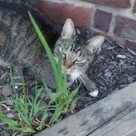 Profile Picture of Debbie Pinto (@annodam) on Poshmark