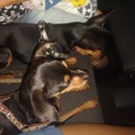 Profile Picture of Crys e Pippo Soares Silva ❤️ (@crystalepipoca) on Instagram