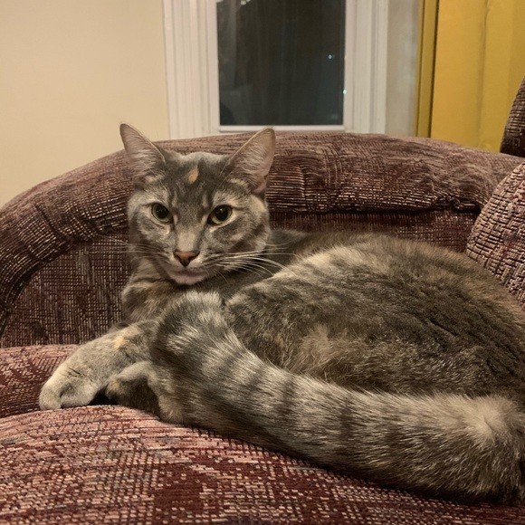 Profile Picture of John Salvatore (@provolone69) on Poshmark