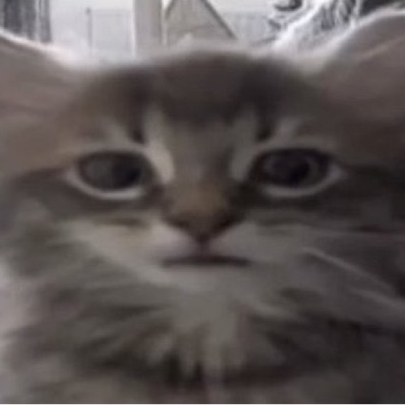 Profile Picture of Alex Caruso (@certifiedlab) on Poshmark