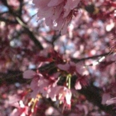 Profile Picture of Rachel Renfro (@RachRenfro) on Twitter