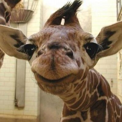 Profile Picture of Tracy McEntee (@TracyMcEntee1) on Twitter