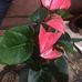 Profile Picture of Sharifa Ahmed (@sharifa.ahmed.37017) on Facebook