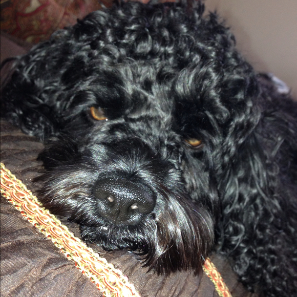 Danielle Calabria - Poshmark Profile Picture of Danielle Calabria (@dcalabria) on Poshmark