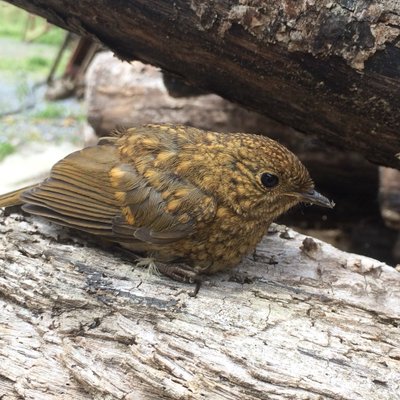 Profile Picture of Frances McHugh (@Frances1312) on Twitter