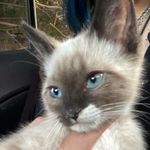 Profile Picture of Henry Allen (@henrykittyallen) on Instagram