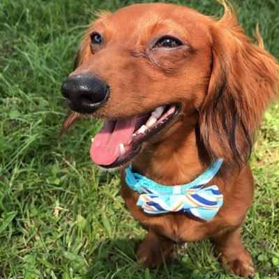 Profile Picture of Finnick James Bond (@Finnick_Wiener) on Twitter