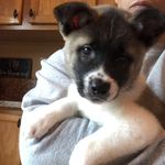 Profile Picture of Cooper Prokuski (@cooper_da_akita) on Instagram