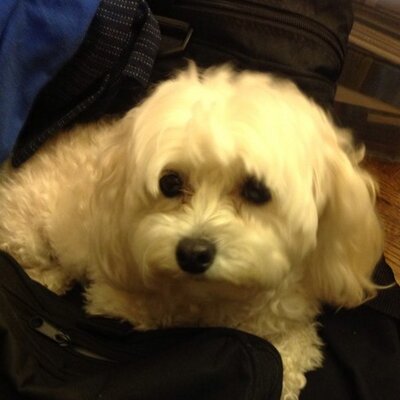 Profile Picture of Rebecca Tipton (@TiptonRebecca) on Twitter