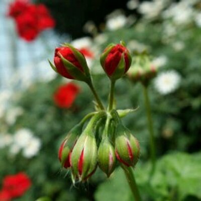 Profile Picture of Jasmine (@jasminetree19) on Twitter