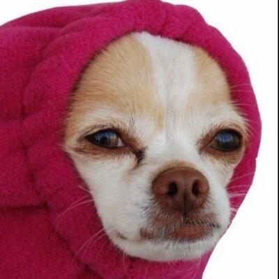 Profile Picture of Mike Hunt (@snowball4pres) on Twitter