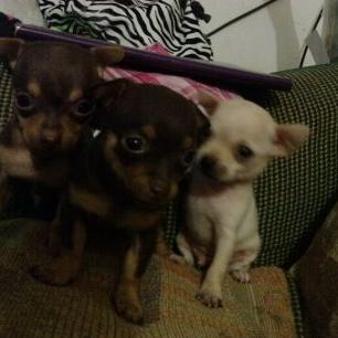 Profile Picture of Lola Torres (@lola_adda) on Twitter