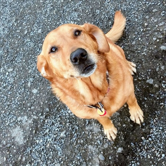 Profile Picture of Leah Palzer (@leahpalzer) on Poshmark