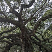 Profile Picture of Danielle Hicks (@daniellehicks7711) on Youtube