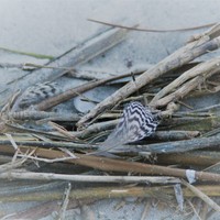 Profile Picture of Nikki Self (@nikki-self-1) on Quora