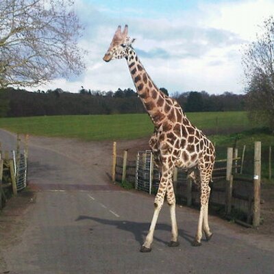 Profile Picture of Duncan Macpherson (@padredjm) on Twitter