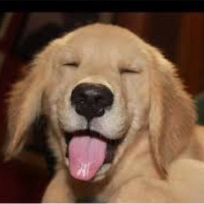 Profile Picture of Stephen D'Errico (@stephenderrico_) on Twitter