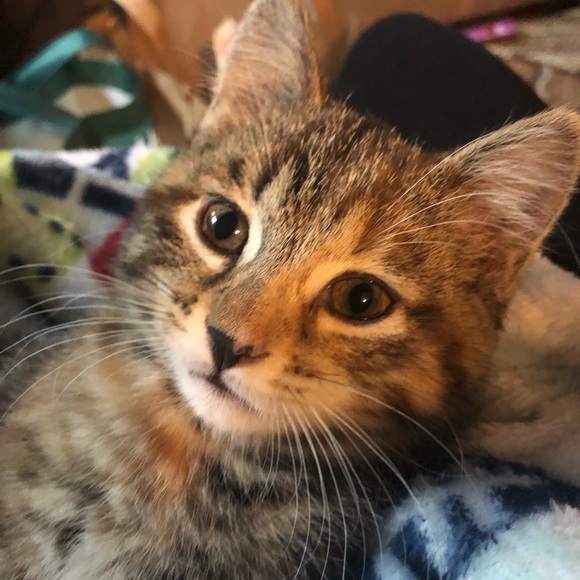 Profile Picture of Michaela Knecht (@bubblebeam) on Poshmark