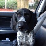 Profile Picture of Chelsea The Pointer (@chelseathepointer) on Instagram