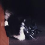 Brue the Imperior of Brueland - Instagram Profile Picture of Brue the Imperior of Brueland (@brue_wayne) on Instagram