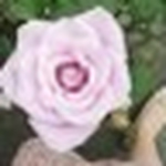 Profile Picture of Jean cheng (@smilejean) on Flickr