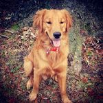 Profile Picture of Bonnie Thomas (@tucker_ourgoldenluv) on Instagram