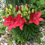 Profile Picture of Amanda Walkup (@amanda.walkup) on Instagram