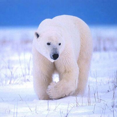 Profile Picture of Luis Enrique Perera (@luispereraVE) on Twitter