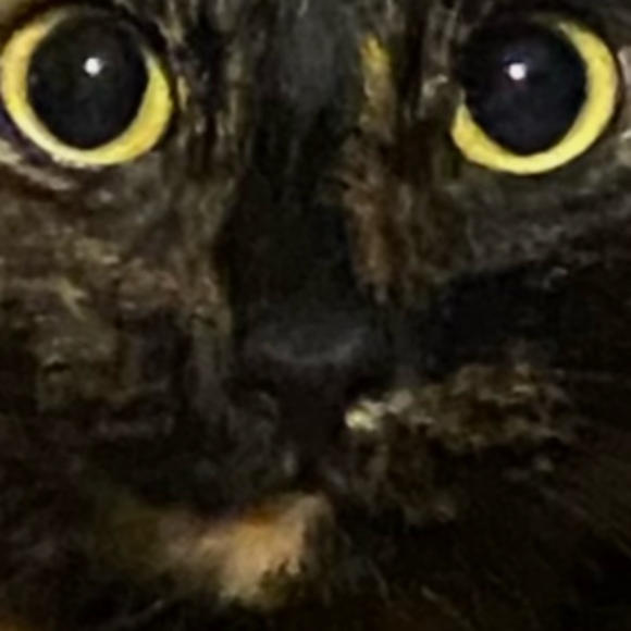 Profile Picture of Kelley Suchman (@klds1004) on Poshmark