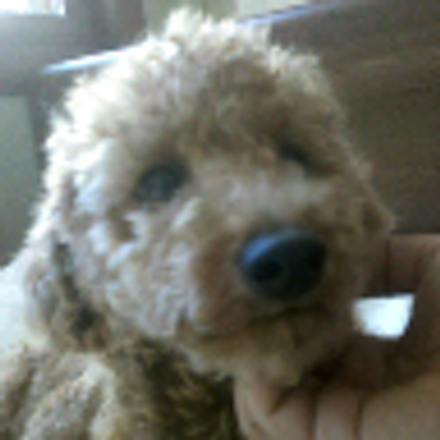 Profile Picture of Jeff Sung (@Perfectas) on Twitter