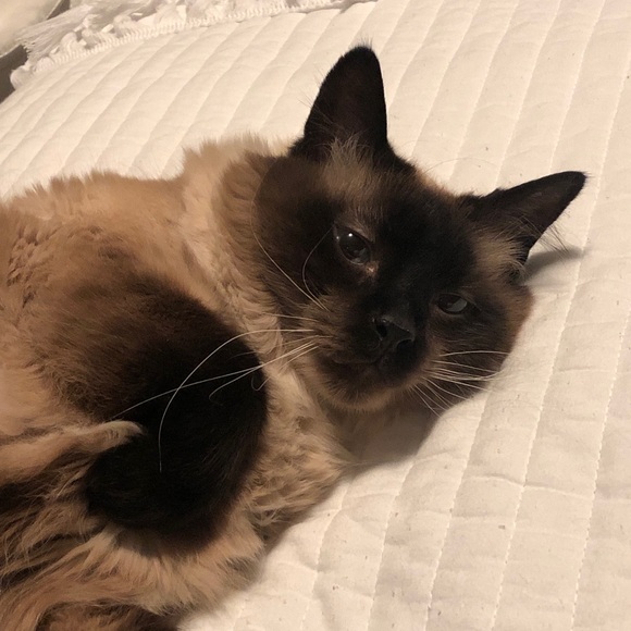 Profile Picture of Emily Antonik (@emilyant257) on Poshmark