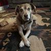 Profile Picture of shellymccarthydesign (@@shellyharbert) on Tiktok