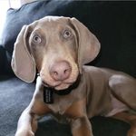 Profile Picture of Angus Beauregard Watson (@angus_the_dobie) on Instagram