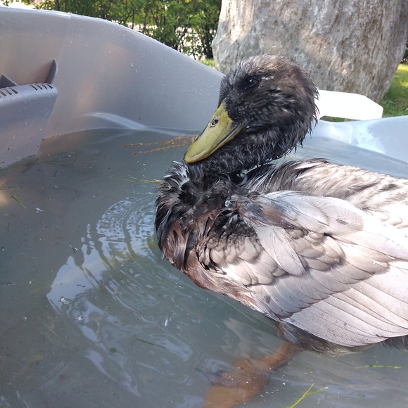 Profile Picture of Imane Saadi (@bliss035) on Poshmark