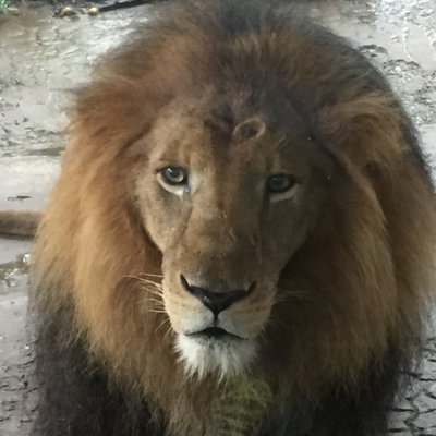 Profile Picture of Paul Stauble (@Paulimer) on Twitter