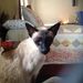Profile Picture of Lisa Petroff (@lisapetroff1) on Pinterest