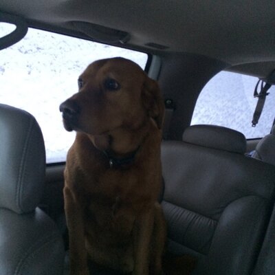 Profile Picture of Brandon Bruggeman (@bbruggeman11) on Twitter