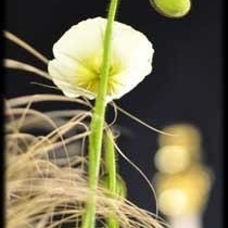 Profile Picture of Stefan Fries (@chaostotal) on Myspace