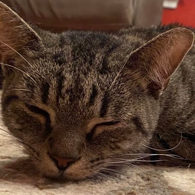 Profile Picture of Peter Constantine (@peterco49983416) on Twitter