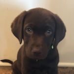 Profile Picture of Shawn Lough (@shawn.lough) on Instagram