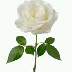 Profile Picture of Lupe Arellano (@lupe_.arellano) on Instagram