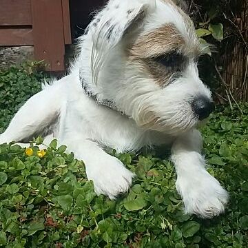 Profile Picture of Isabelle McMillan (@backflipiz) on Tiktok