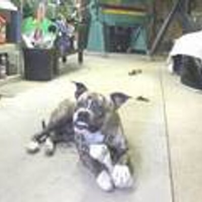 Profile Picture of Steven Mercurio (@prometalshop) on Twitter