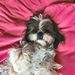 Profile Picture of Yahav Tennenbaum (@tenenmgil1) on Pinterest