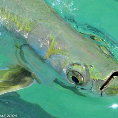 Profile Picture of Nick Palomba (@SoulFishinSWFL) on Twitter