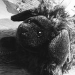 Profile Picture of Clarence LaSheep (@clarence.lasheep) on Instagram