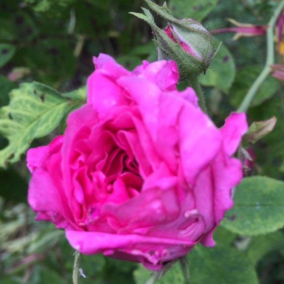 Profile Picture of Olivia Hynson (@cutestuff4cheap) on Poshmark