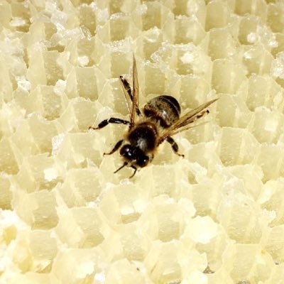 Ryan Sedlacek - Twitter Profile Picture of Ryan Sedlacek (@4HAIE_Omaha) on Twitter