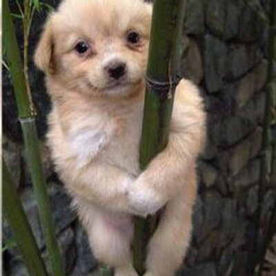 Profile Picture of Cameron Mccabe (@1dluvsMe2001) on Twitter