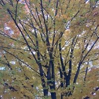 Profile Picture of Alice Dwyer (@alice-dwyer-5) on Quora